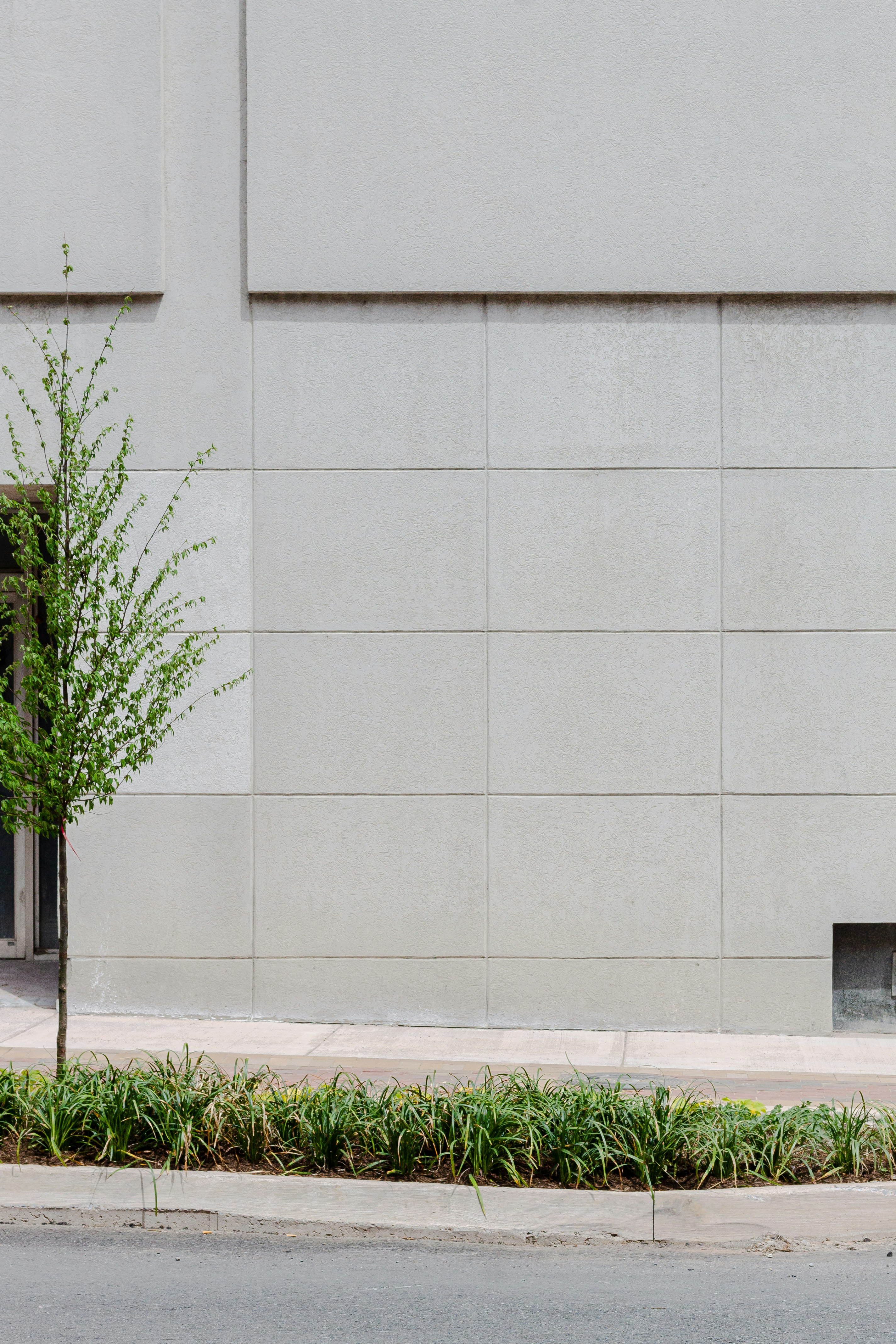 green plant on white concrete wall